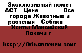 Эксклюзивный помет АСТ › Цена ­ 30 000 - Все города Животные и растения » Собаки   . Ханты-Мансийский,Покачи г.